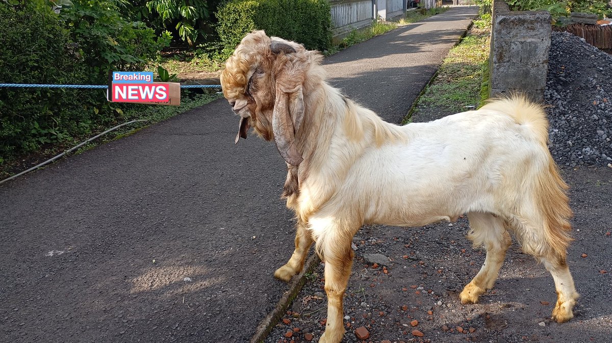 Tidak ingin diganggu tweet media