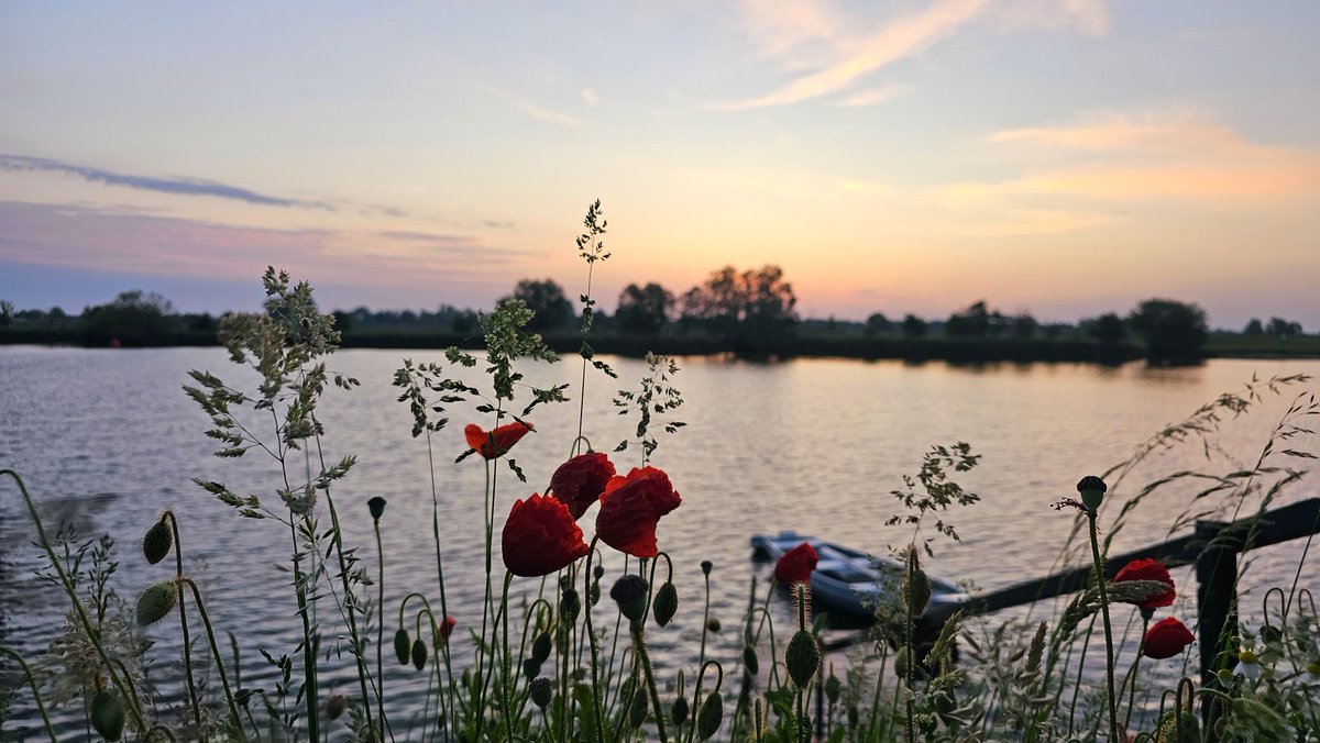 Motormiss's tweet photo. Wind, wolken en water en mooie kleuren aan de lucht rond zonsopgang. Met klaprozen langs de Afgedamde Maas en de windmolens bij Deil. Die zijn heel goed te zien vanaf Andel. Tot slot nog een schattig dijkhuisje omlijst door bloemen
#Altena #Andel #zonsopgang #afgedamdemaas https://t.co/Q5uh2otoeY