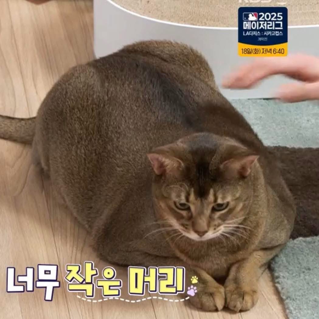 ไฮโซน้องพuล์ tweet media