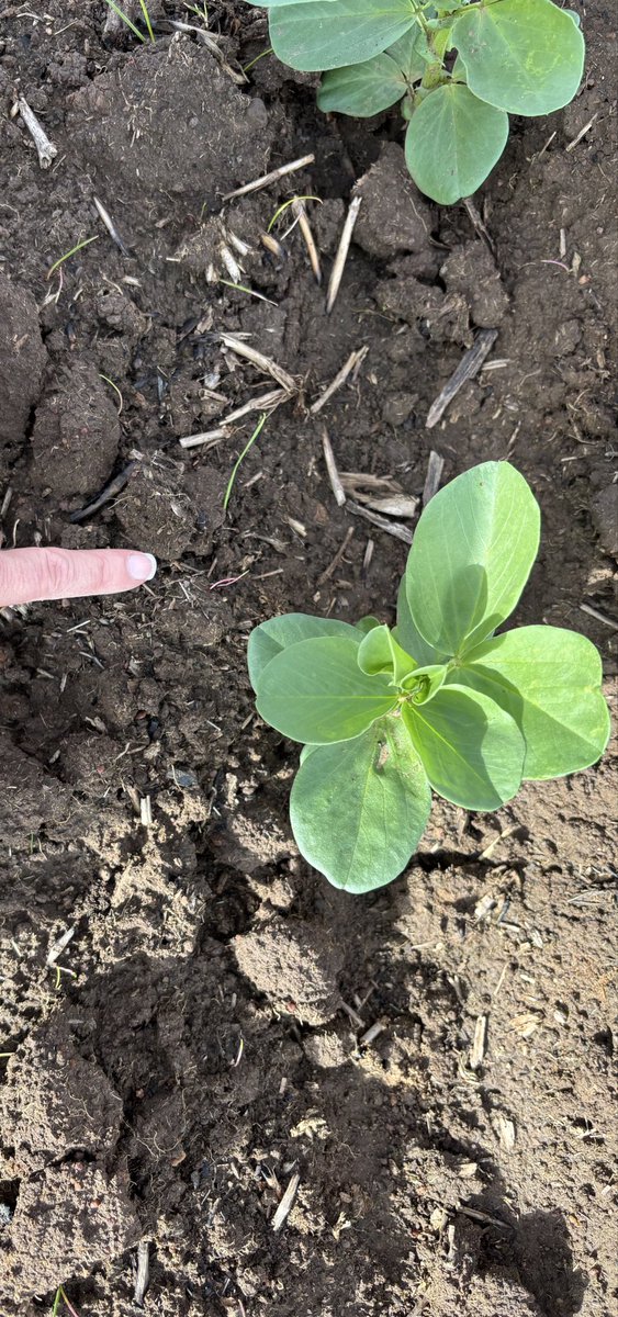 craig_ester's tweet photo. Nutrien - Southern NSW Faba Bean IBS and PSPE weed control comparison. 140 treatments included in the matrix. Plenty to see already. https://t.co/Be9MLdnjUb