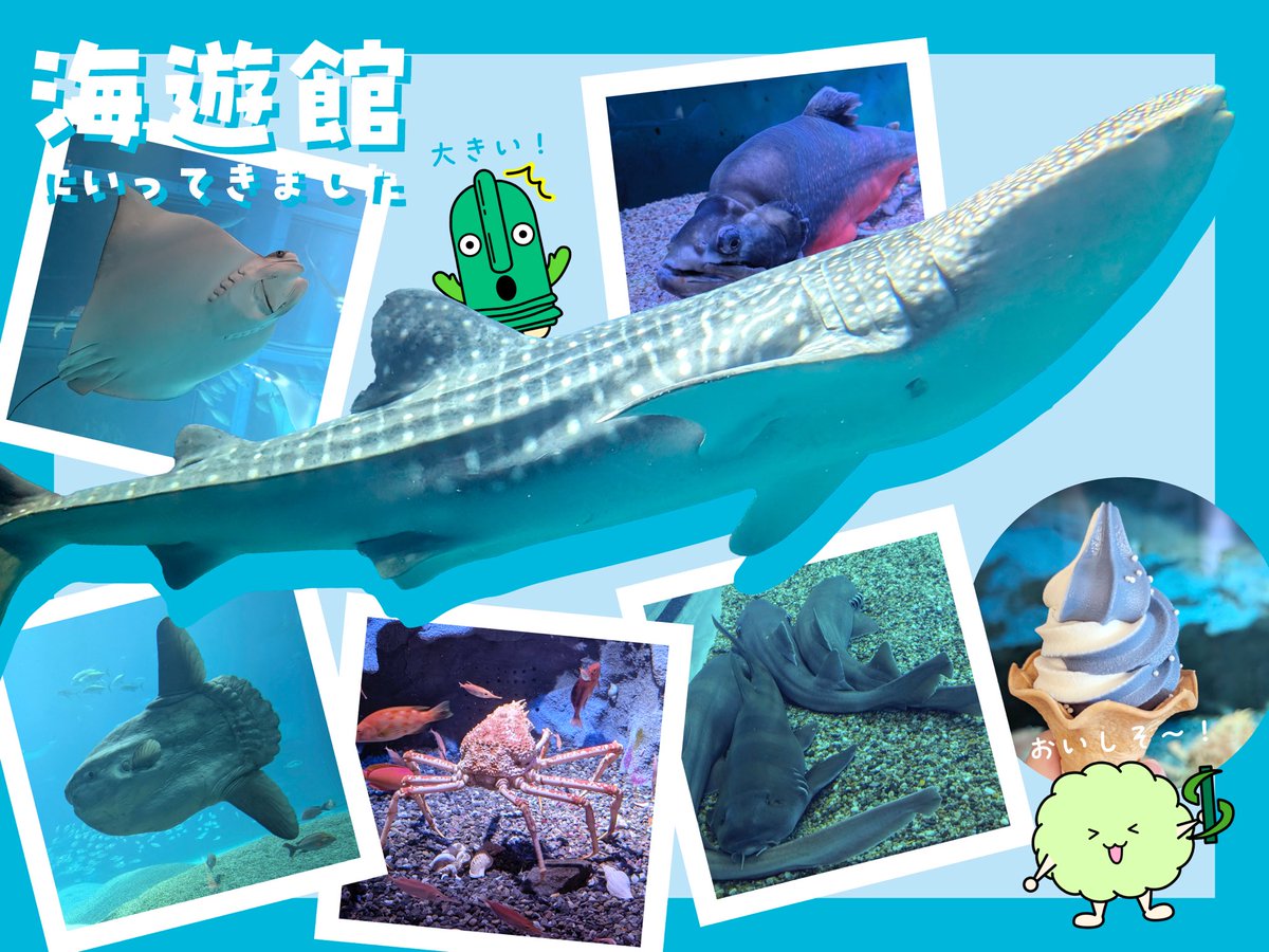 ShinseiPrinting's tweet photo. 休日に『海遊館』に行ってきました‼️
人気のジンベエザメが悠々と泳ぐ姿は
生命の迫力を感じて圧倒されました🌊🫧
ジンベエソフトも食べて隅々まで楽しみました🍦

暑い日の水族館は涼やかで癒されるのでオススメです💪🐟

＃社員の休日 ＃海遊館 https://t.co/34kPh4Tpqz