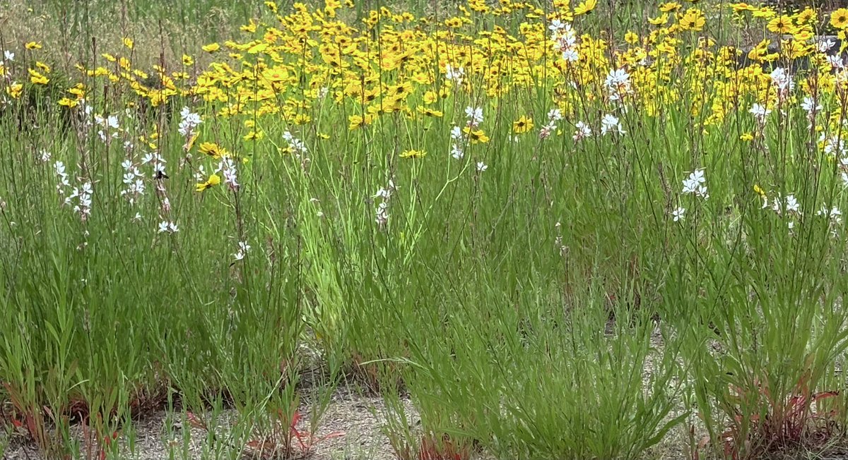 waina_ula's tweet photo. 白っぽいのは過去に自分で植えた多年草だけど、黄色い方はどっから来たん？

繁殖が半端ない😬
いつの間にか庭を占拠してる https://t.co/Armz5kAkSG