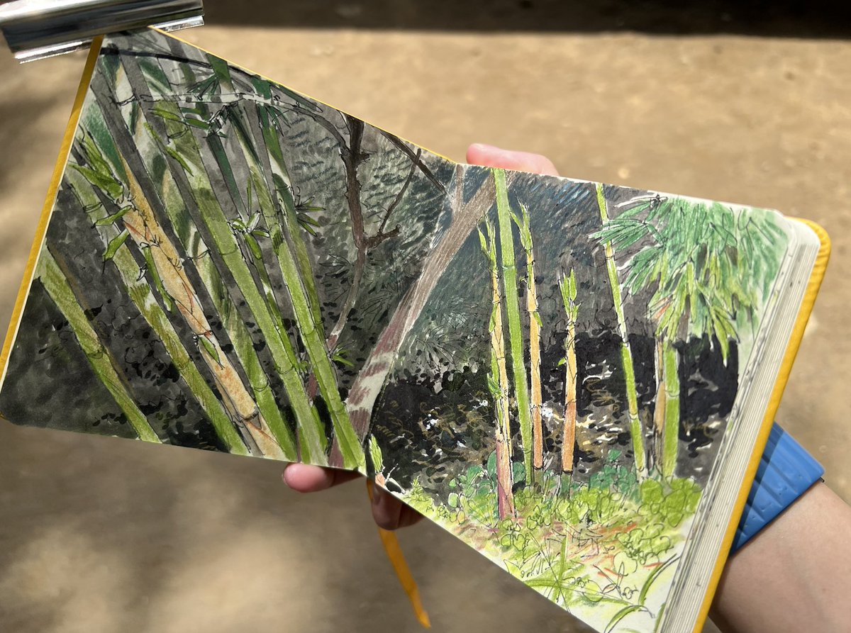 僕が昔描いた竹の絵 用水路脇に生えていた竹のスケッチ