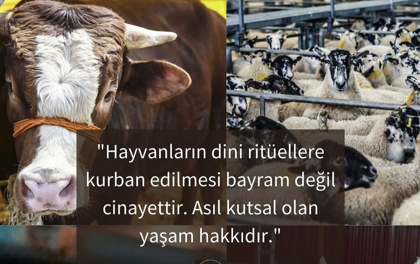 DENİZ_TOPRAK2 tweet media