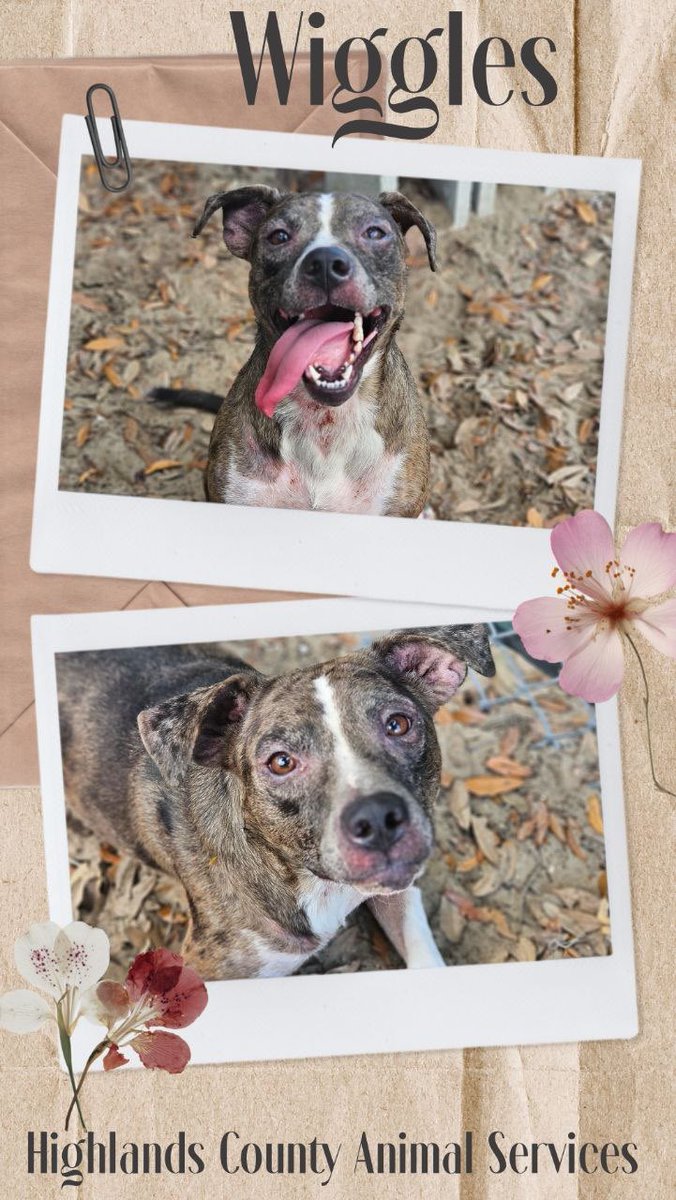 sebringurgents1's tweet photo. Wiggles wish is for you to choose her! She is already spayed and ready to go! She came in with Maui. Who has room for this sweet girl !
Contact via Linktree in bio.
#sebringfl #highlandscounty #phototrend #adoptdontshop #tooturnttony https://t.co/39CyJ0fxfN