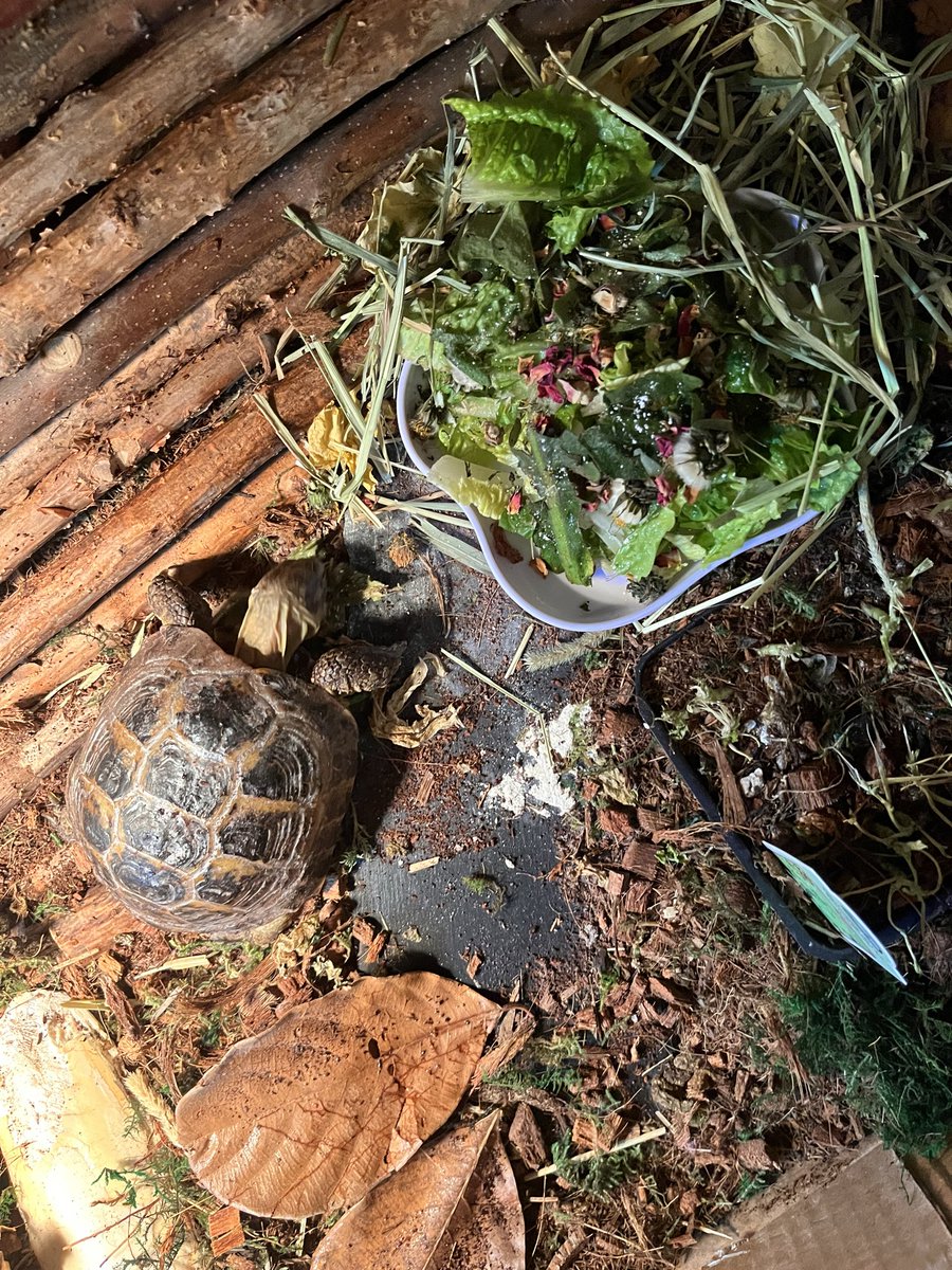 Soul! 🥬🐢 tweet media