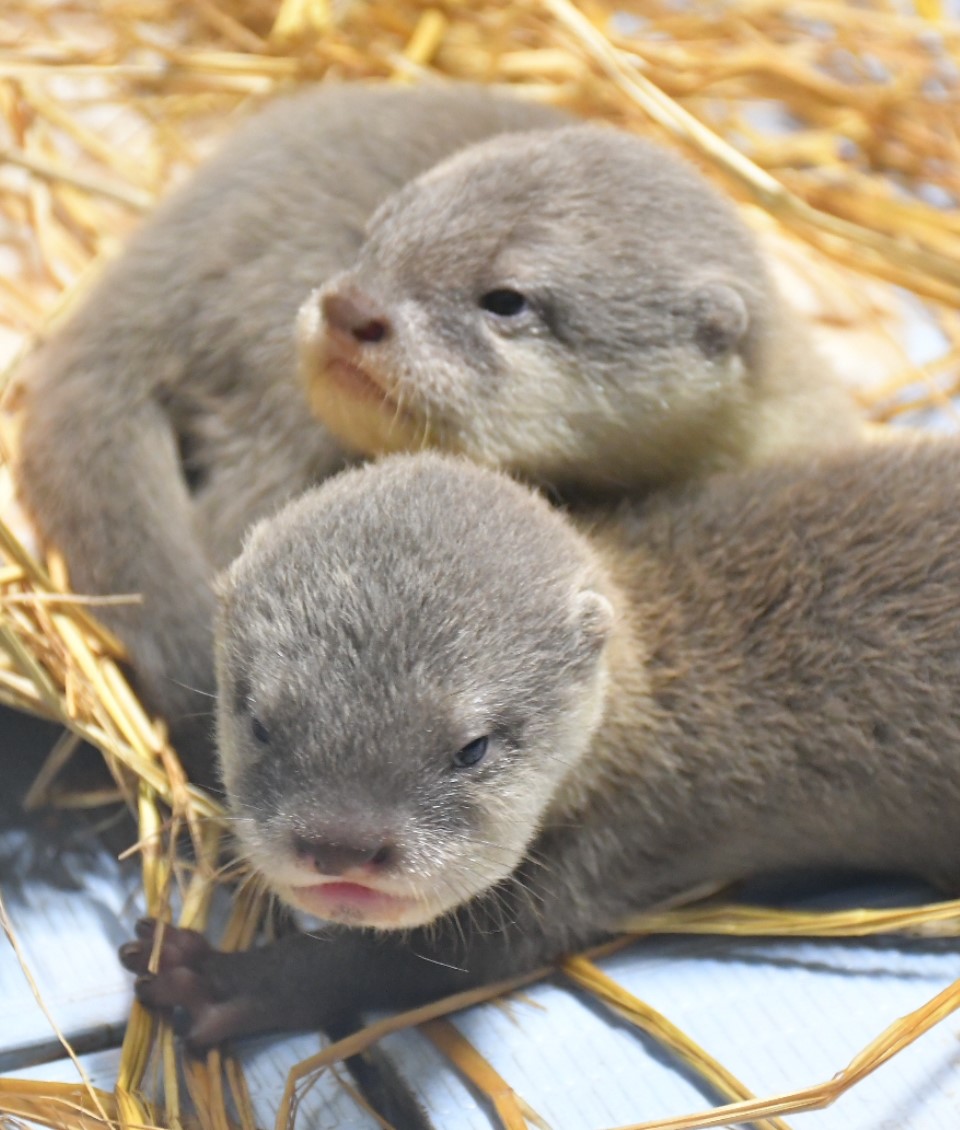 サンシャイン水族館 tweet media