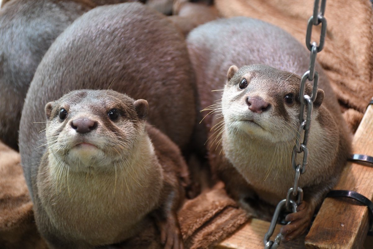 サンシャイン水族館 tweet media