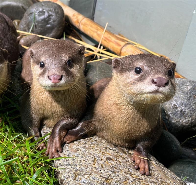 サンシャイン水族館 tweet media