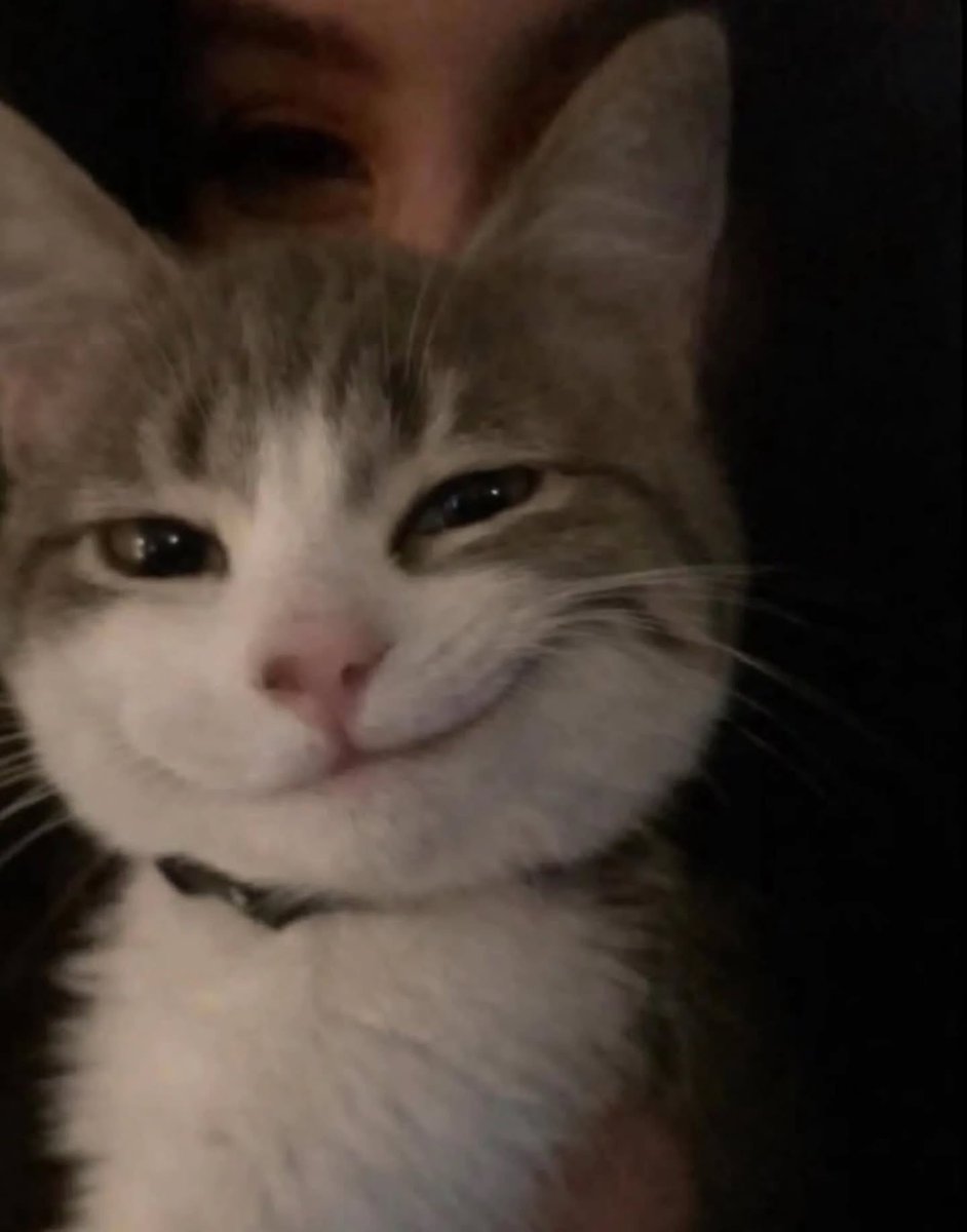 BestOfMeow's tweet photo. https://t.co/lQqBeeuWOZ