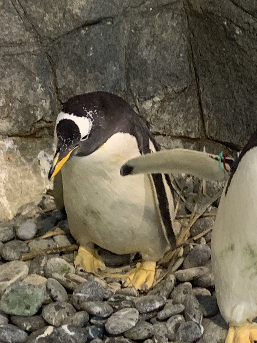 長崎ペンギン水族館【公式】 tweet media