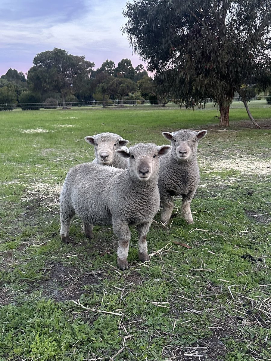 sheep tweet media