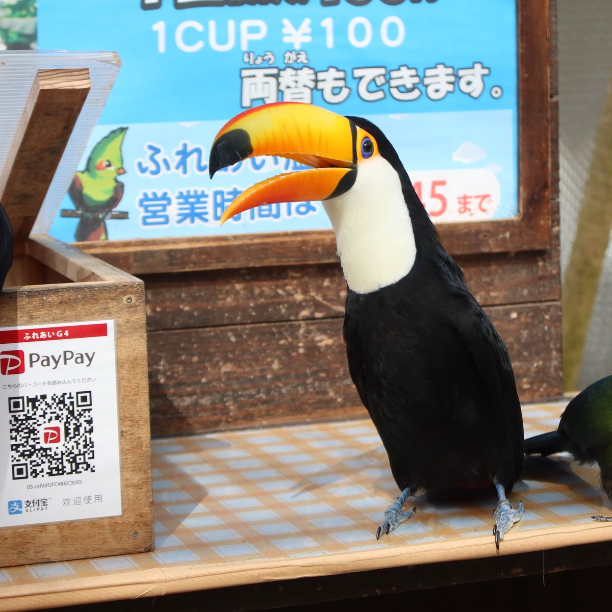 松江フォーゲルパーク tweet media