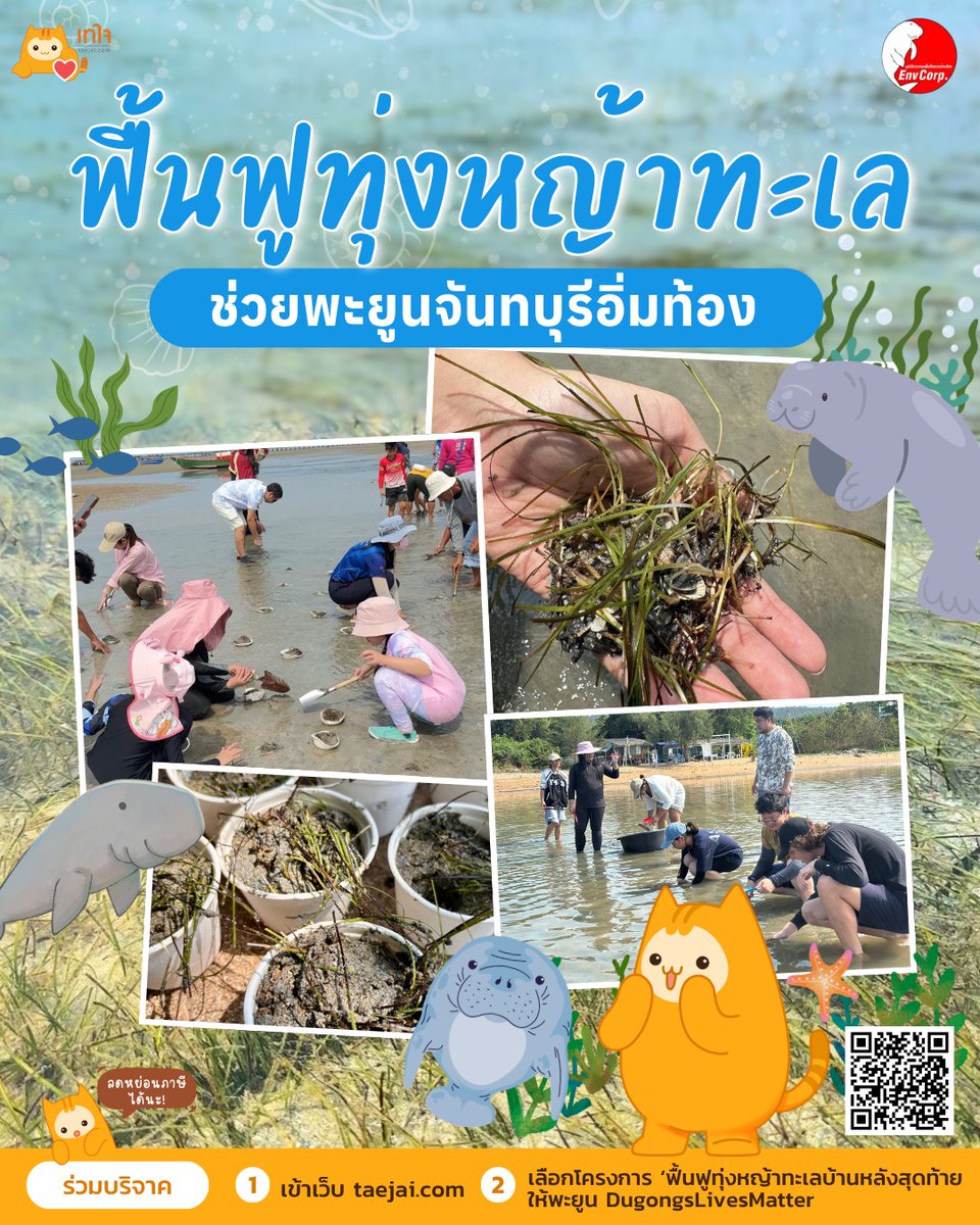TaejaiDotCom's tweet photo. มาร่วมทำบุฟเฟต์หญ้าทะเล 2,000 กอ ให้พะยูนฝั่งจันทบุรีอิ่มท้องกัน

โครงการนี้จาก มูลนิธิกองทุนเพื่อสิ่งแวดล้อมไทย @Envcorp_th  มีพี่ ๆ  ชาวประมงคอยเฝ้าแปลงอนุบาลให้ 6 เดือน ทำให้อัตราการรอดสูงถึง 80% และจากการดำเนินงานนำร่องในพื้นที่ใกล้เคียง ภายใน 4 เดือน เราเริ่มพบ "รอยแทะกินหญ้า" (Feeding Trail) ของพะยูนในพื้นที่แปลงปลูก ซึ่งเป็นหลักฐานว่าพะยูนมากินจริง 

บริจาค 125 บาท สนับสนุนหญ้ากุ่ยช่ายทะเล 10 กอ มาช่วยน้องพะยูนให้อิ่มท้องกัน 

บริจาคผ่านเทใจได้ที่ 🌱https://t.co/MY0LBzgIdo

**เงินบริจาคผ่านเทใจทุกโครงการ ผู้บริจาคสามารถนำไปลดหย่อนภาษีได้ มีฐานข้อมูลอยู่ในระบบบริจาคอิเล็กทรอนิกส์ (e-Donation) ของกรมสรรพากร กระทรวงการคลัง และผู้บริจาคสามารถติดตามการใช้เงินของแต่ละโครงการได้ในหน้าเว็บของโครงการที่ทำการบริจาค #เทใจ #บริจาค #ลดหย่อนภาษี