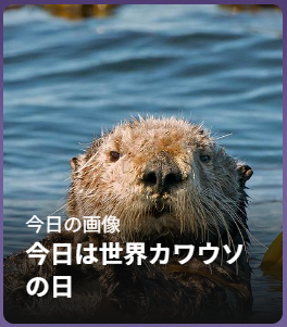 Ss9195's tweet photo. 目を覚ませ！お前は！ラッコだ！！ https://t.co/tTXWC56YBw