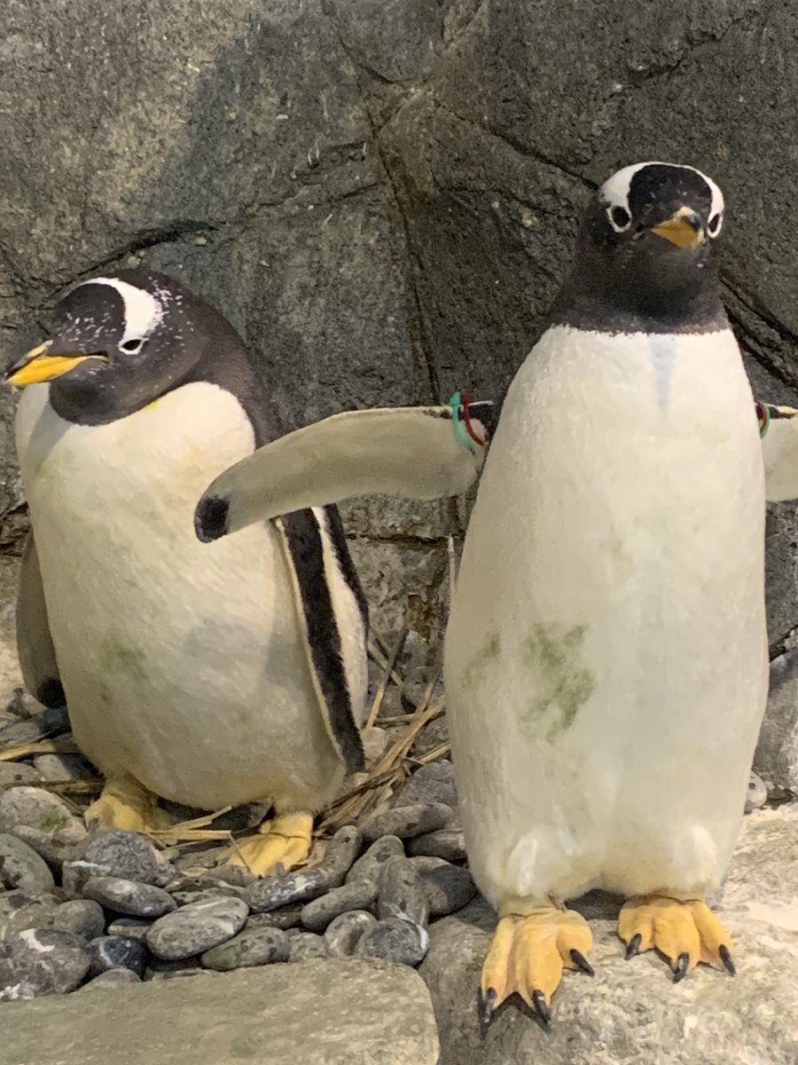 長崎ペンギン水族館【公式】 tweet media