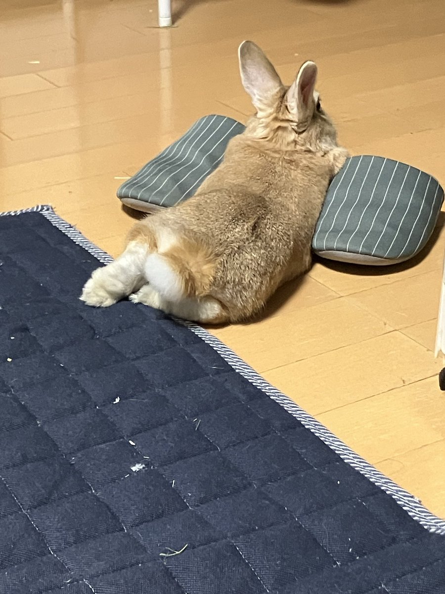 うさぎ様( ᐢ. ̫ .ᐢ )確認画面 後ろから見るとこんな感じ👀☺️ ﾌﾟﾘｯ🍑( ᐢ_ ̫ _ᐢ )♡ #うさぎ