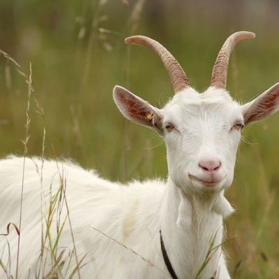 Goat tweet media