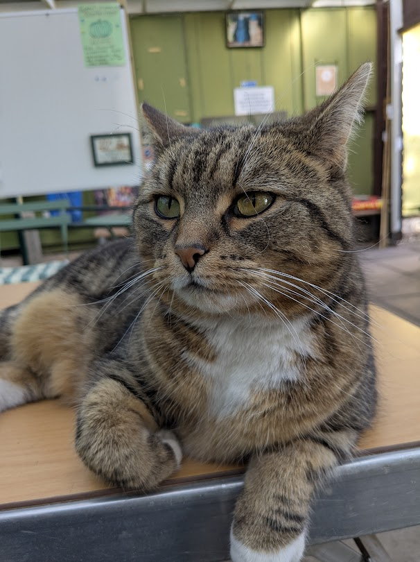 Robert Allotment cat,now helped by Janet & Amanda tweet media