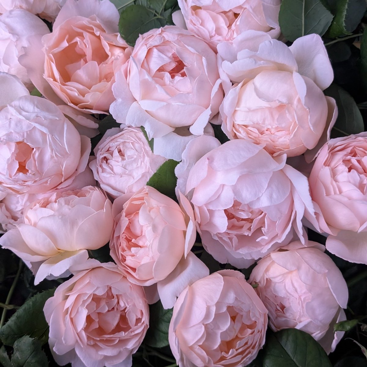 junochamaUK's tweet photo. バラの誘引忘れとった…🫠久々庭に出たらけっこう咲いてた🌹のでガッツリ花がら摘み。 https://t.co/JNf7IWXckf