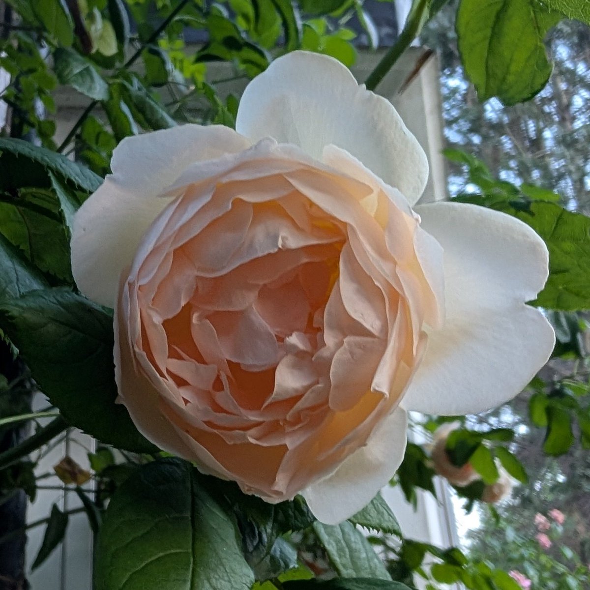 junochamaUK's tweet photo. バラの誘引忘れとった…🫠久々庭に出たらけっこう咲いてた🌹のでガッツリ花がら摘み。 https://t.co/JNf7IWXckf