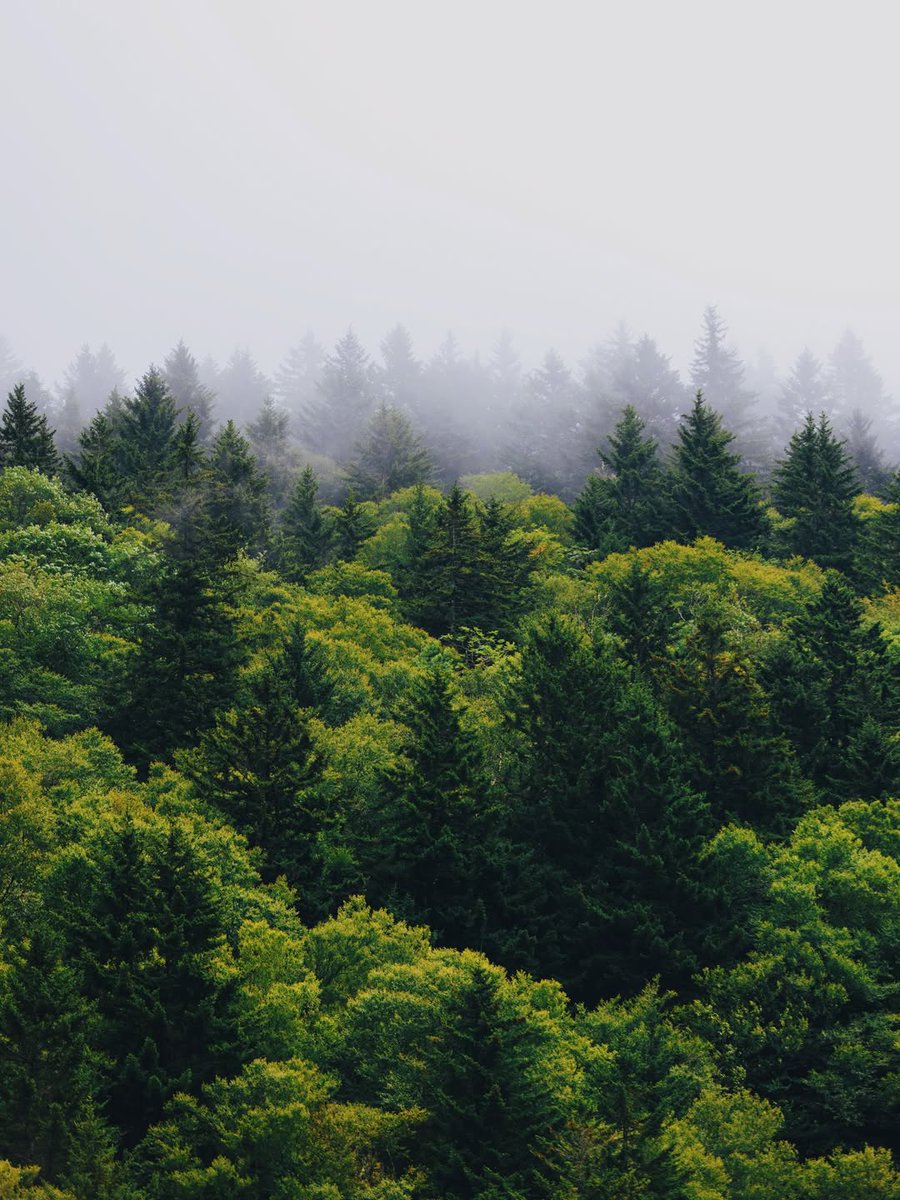 Purely Green tweet media
