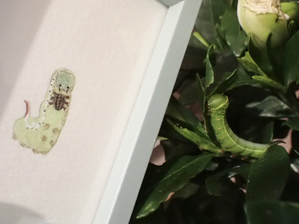 ツカナ製作所様のオオスカシバいもちゃんの絵とリアルいもちゃんを一緒