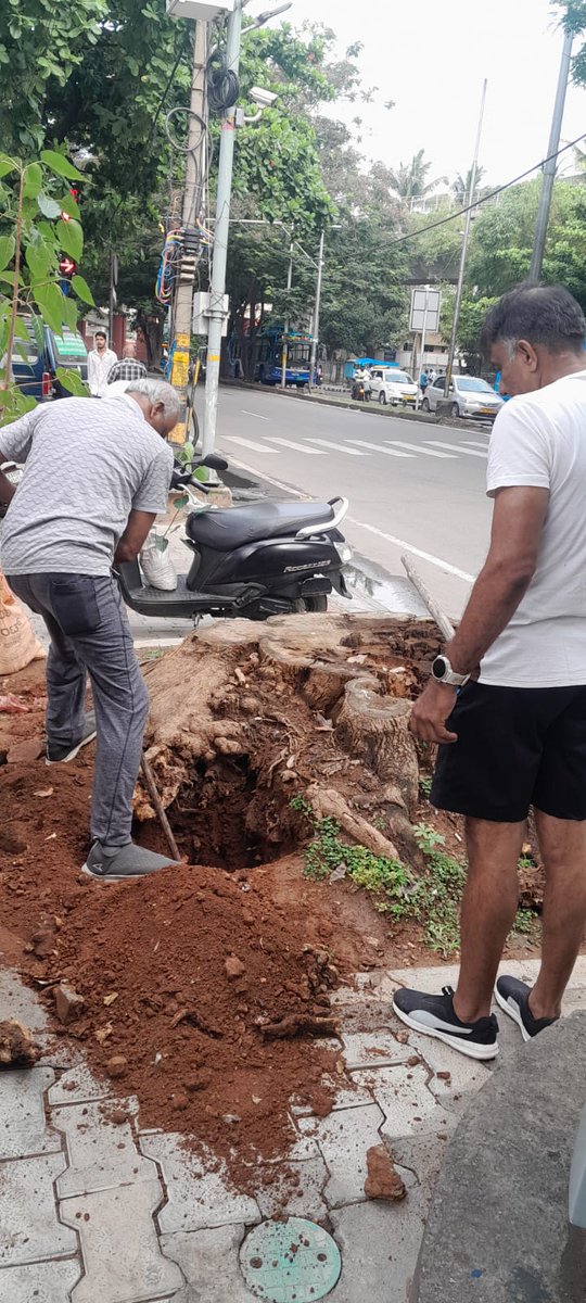 RathaHasiru's tweet photo. Seasons plantation started with Arali (banyan) tree planted near marenhalli junction jpnagar. A tree had uprooted here. #hasiruratha #environment https://t.co/AbuTo0Ombo