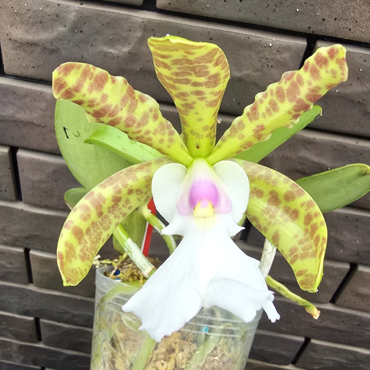 mytorchid's tweet photo. C. aclandiae f. albescens
Caliman x selfの初花です
せっかくの大きいリップが障害物にぶつかって咲いたせいでクシャっとなってるのがちょっと残念ですが
albescens個体のselfはブラジルでもいくつか売ってましたが、中にはalbescens確率低すぎるやつもあるので安心しました https://t.co/KT4OjkajIl