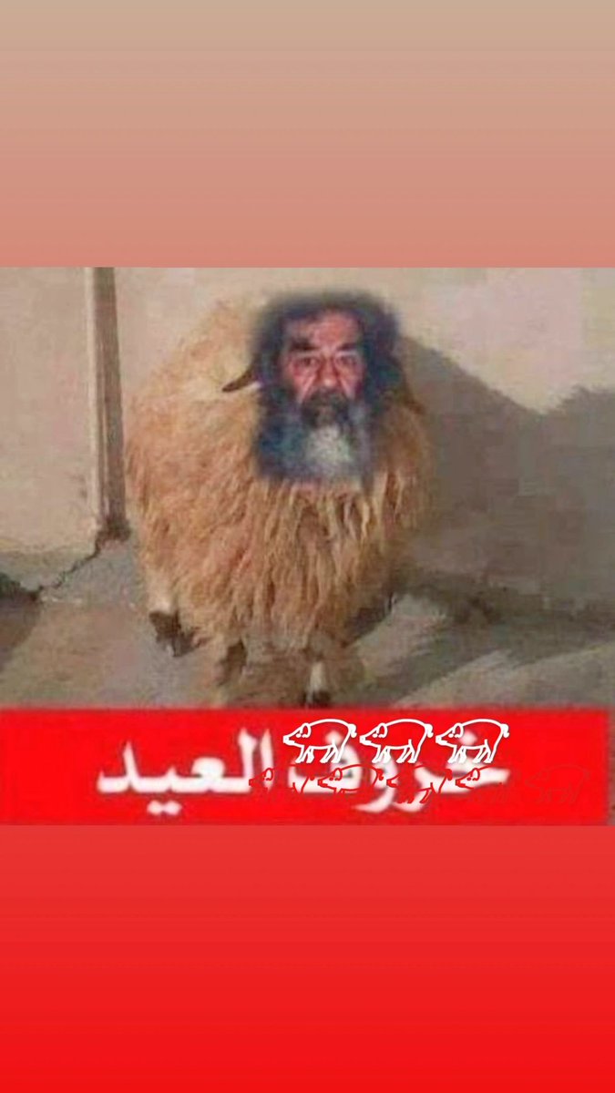 سفستفيشن tweet media