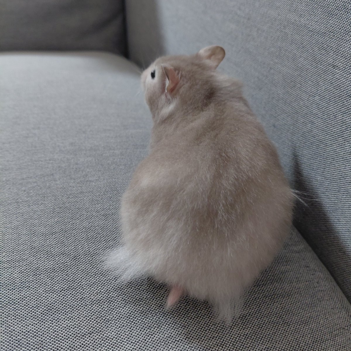 arswrkk's tweet photo. にぼしちゃん 大きくなってもう115g🐹160gくらいになりそうかも…
ニンゲンともいっぱい遊んでます https://t.co/ttuLApv6Vh