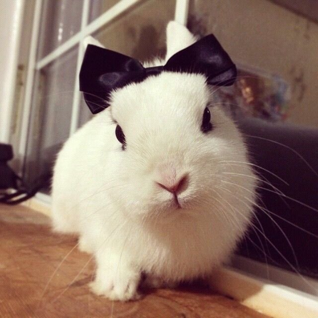 # zee 🐇 tweet media