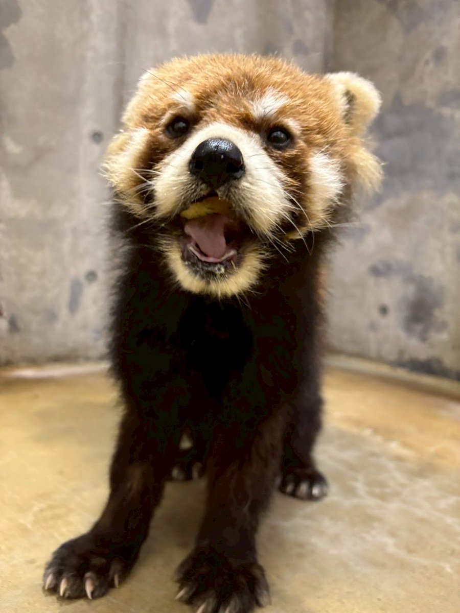 福知山市動物園(三段池ラビハウス動物園) tweet media
