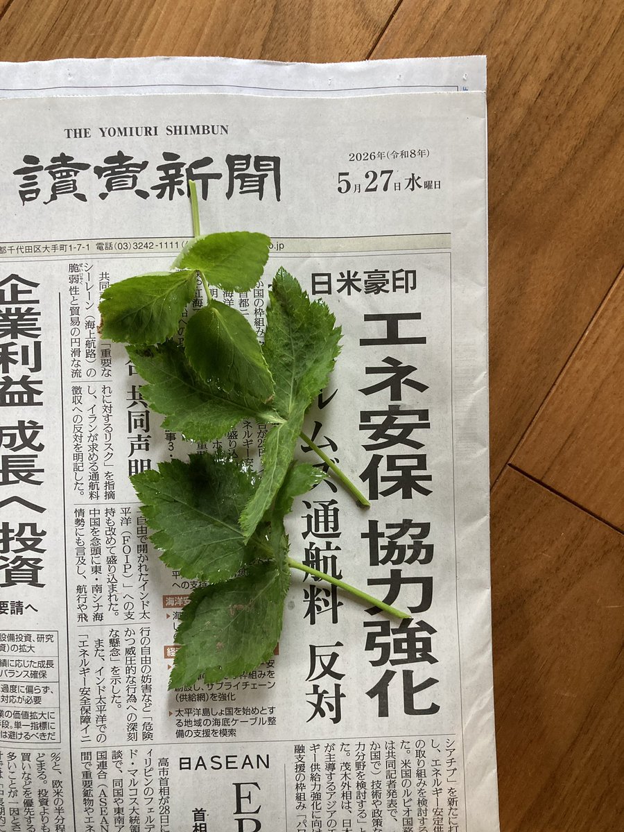 ミツバ #庭産 #椿峰ニュータウン 2026年5月27日