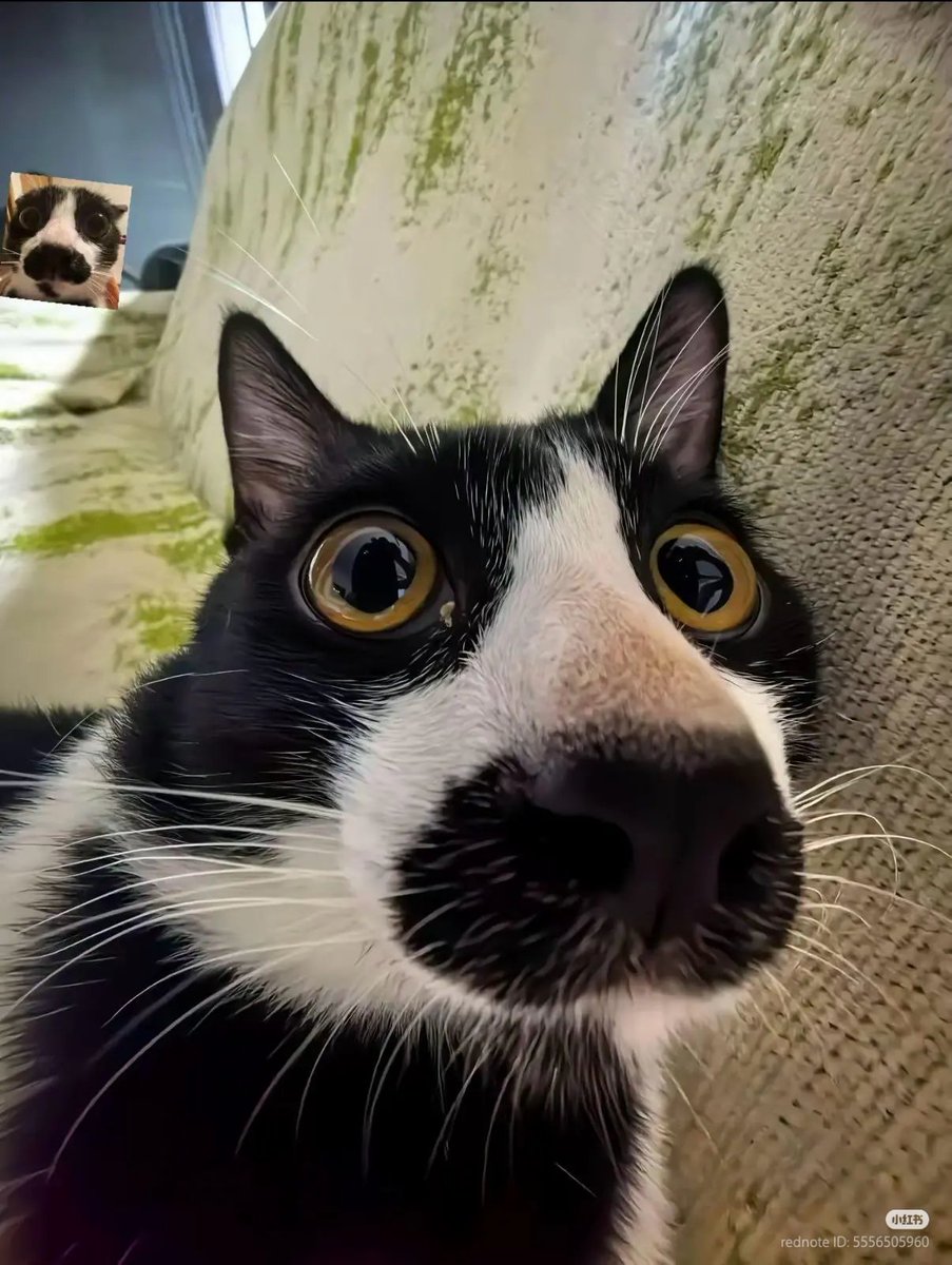 No Context Cats tweet media