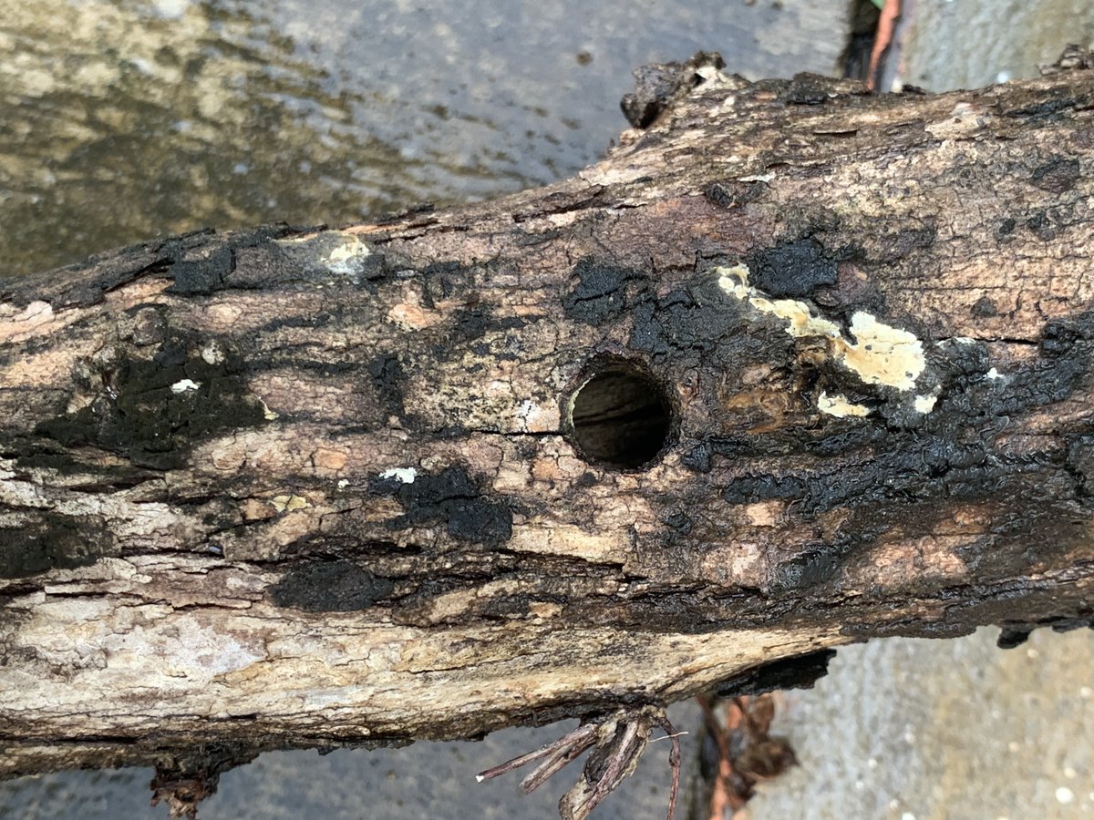 WJChaAm's tweet photo. @chav_khun Carpenter bees.  They're destroying most of my hedge.  They drill an opening and hole out the entire trunk. https://t.co/WZr2DTMMPF