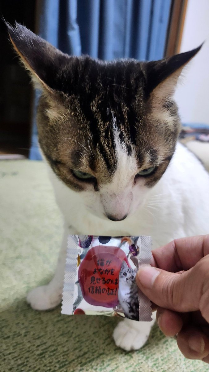 🐾とらちゃん😺💝😘🐾 🎶🌞🐸🐯🌺🍖🌟♥️👒🥁🎉🧩🌠😻💌🎂🎰🎆💎🎀🌝🍀🎶