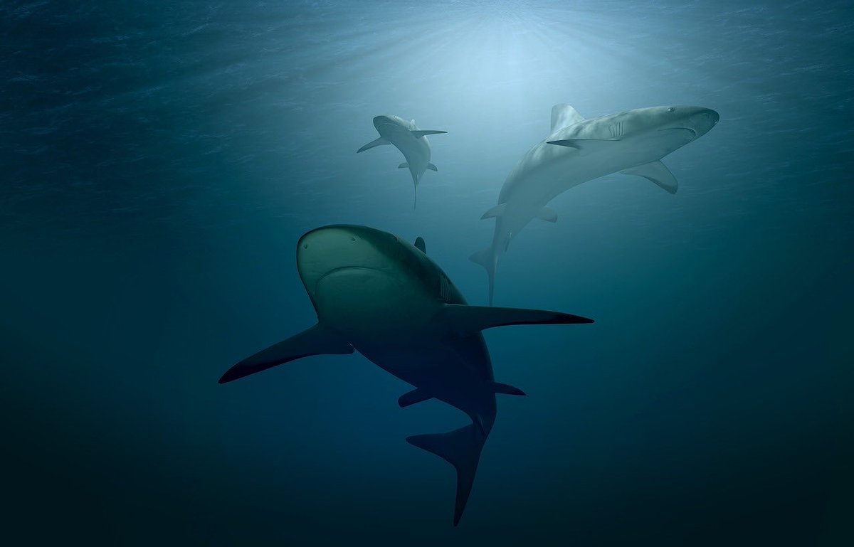 mroblesg's tweet photo. #HablemosDeBiodiversidad

🌎🦈 ¿#SabíasQue los tiburones y las rayas constituyen el segundo grupo de vertebrados más amenazado del planeta?
#ConocerParaConservar
🧵1/3 https://t.co/MTU5EKuiWQ
