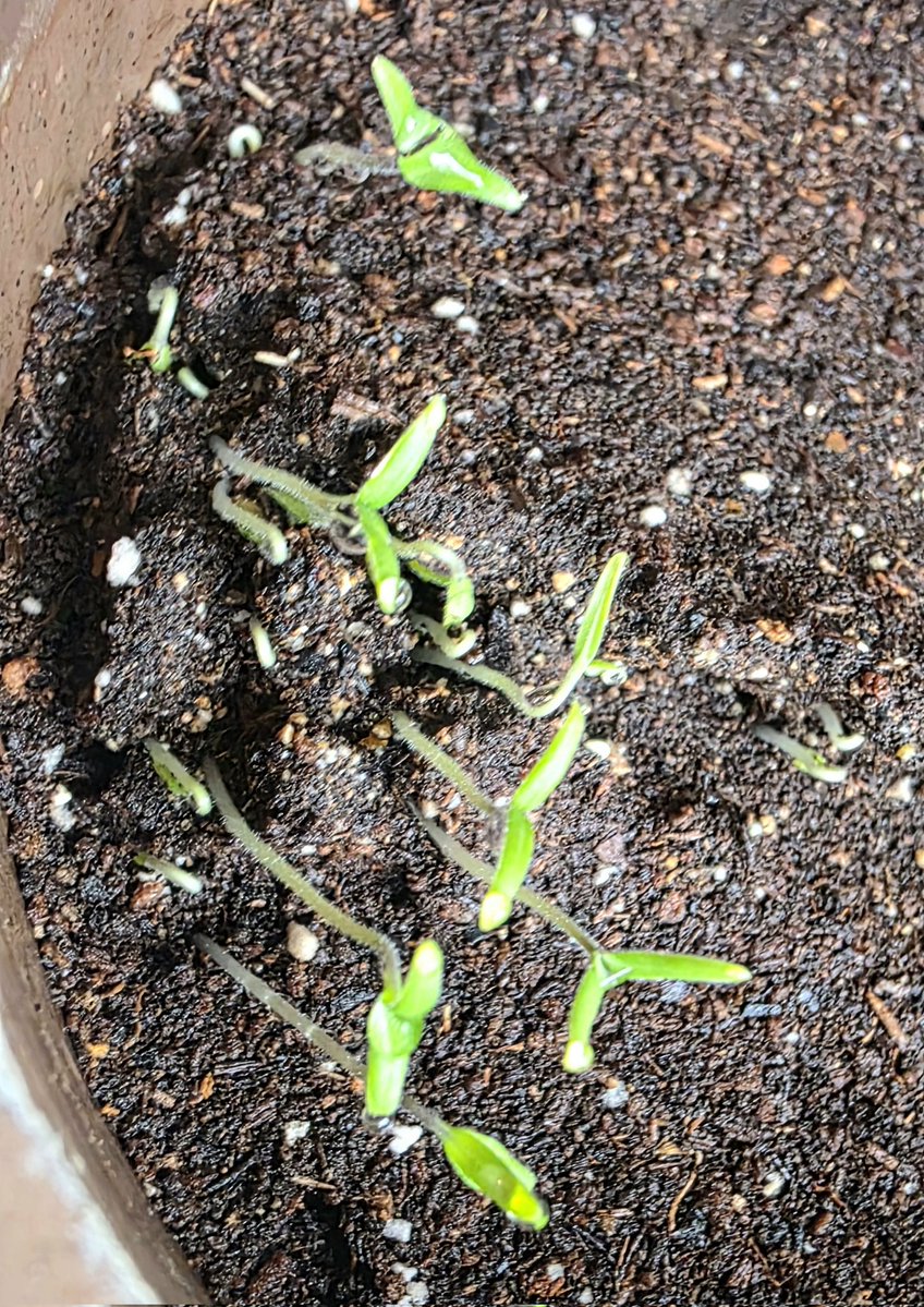 mtxxx's tweet photo. 방울토마토 씨앗을 심은 지 4일 만에 귀여운 새싹이🌱 반갑게 손을 흔든다 https://t.co/KoiPW9ZB7B
