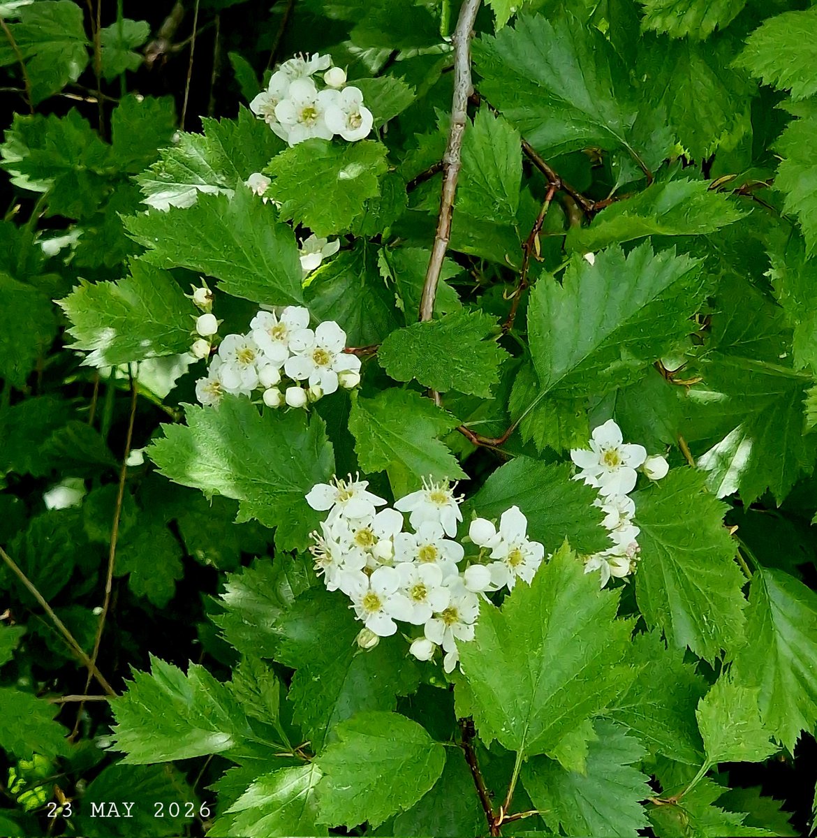 IDadzkov's tweet photo. Fanleaf hawthorn flowers. Häckhagtorns blommor.  Цветки боярышника вееровидного.
#nature #spring #flowers #blossom #FanleafHawthorn #häckhagtorn #FlowersPhoto https://t.co/YzDukE0dOt