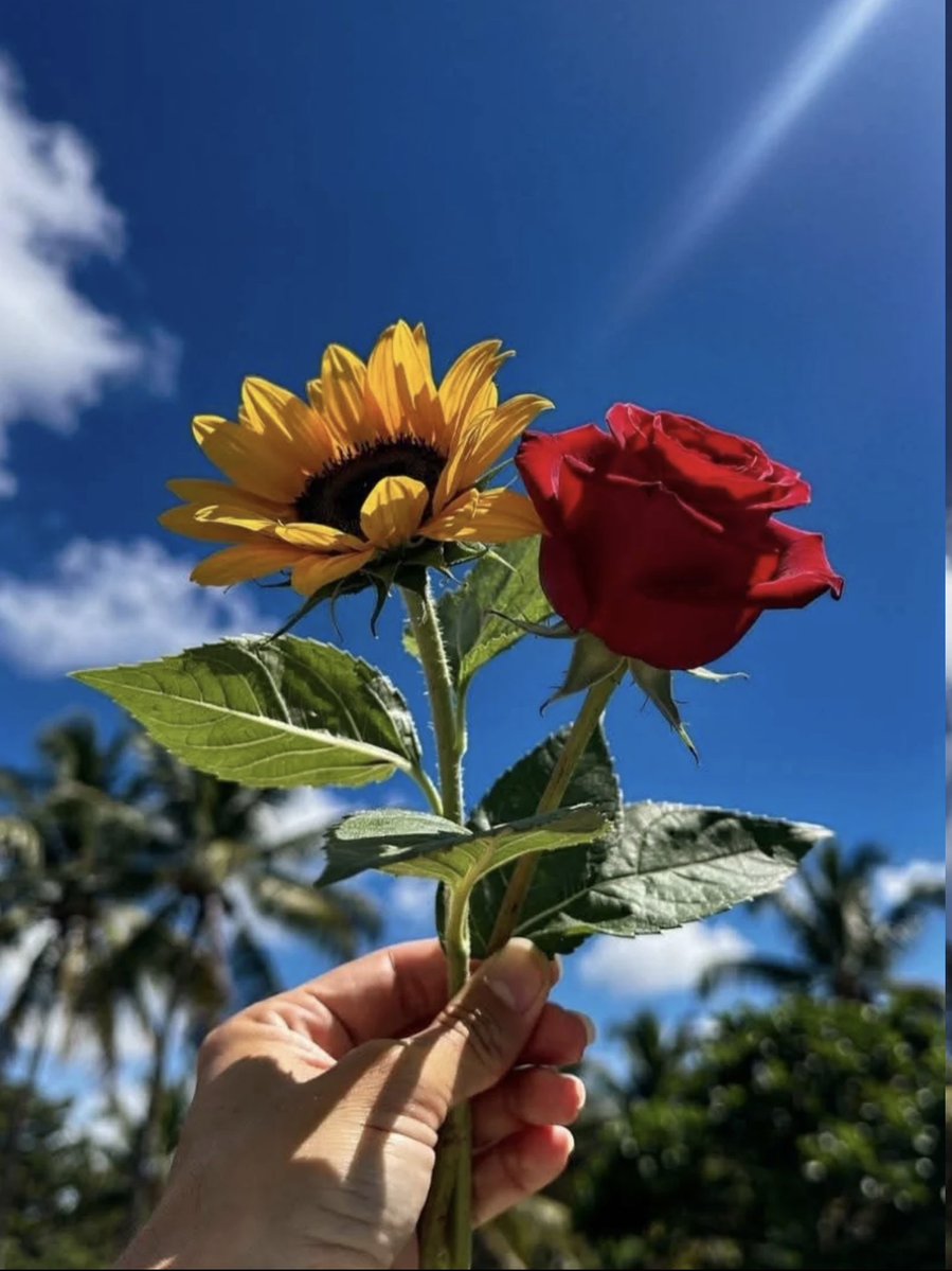 SUNFLOWER 🌻 tweet media