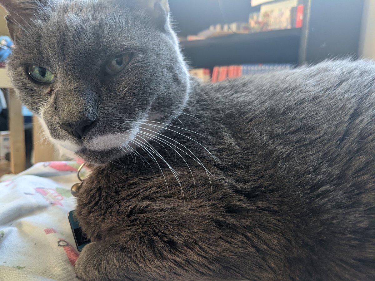 myobitan's tweet photo. Hello stars. Please keep Sven 😺 in your hearts. This evening he entered kidney failure. We're doing everything we possibly can to help him. He's being very brave. Likewise, my 1 week break has now changed into a hiatus until further notice. Thank you for always loving Sven. https://t.co/cNQbtTKuzt