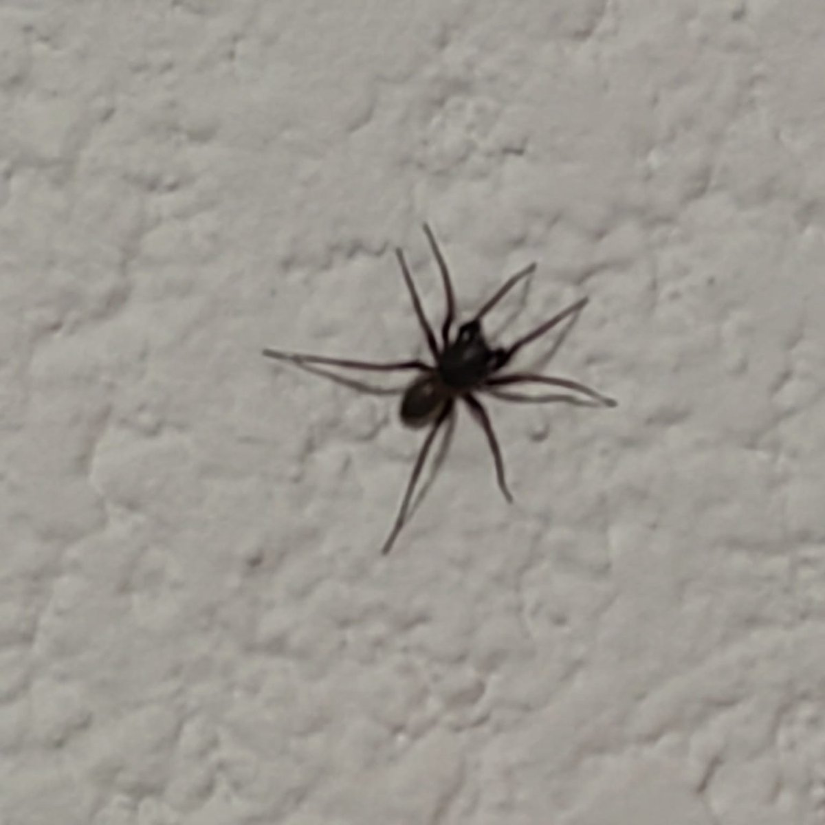 LibiaGM's tweet photo. @Arachno_Cosas Hola. 
Este bichito será peligroso? 😯 https://t.co/3jAMW1tNaw