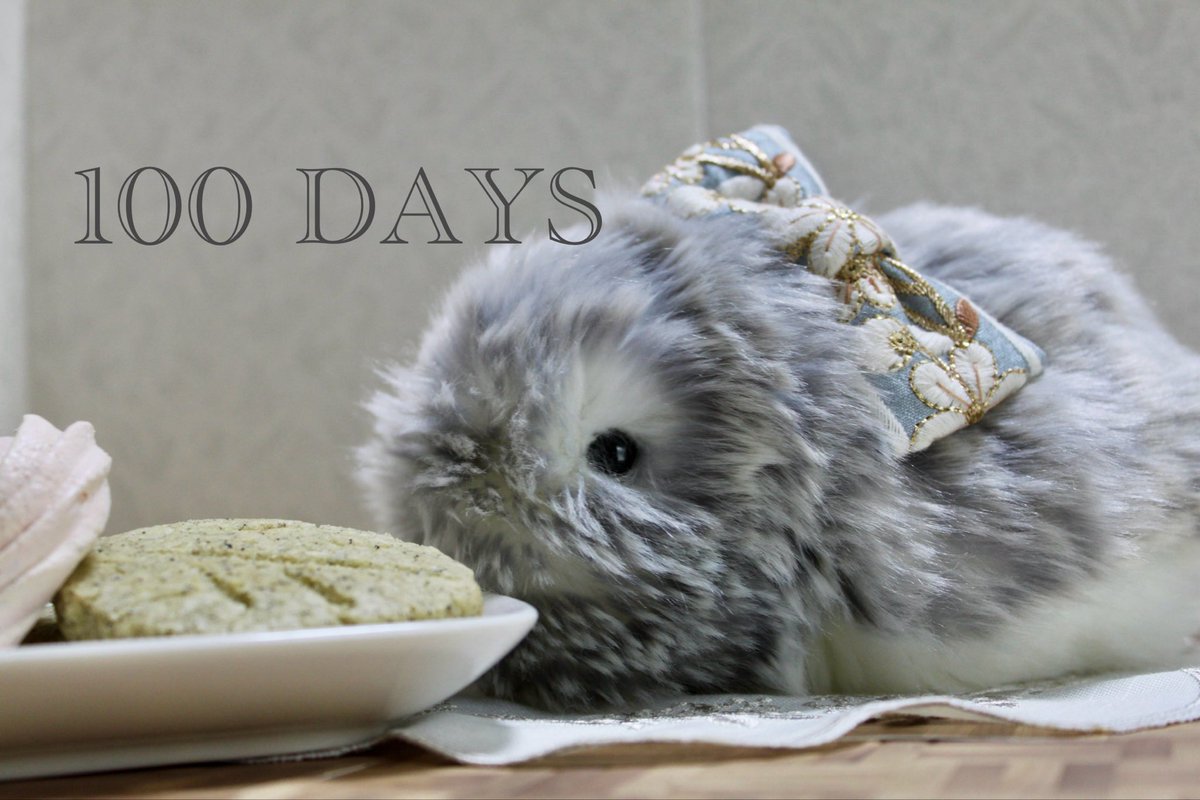 Sabure_yaa's tweet photo. ふぅちゃんと一緒に過ごした日数が100日になりました!
風船も飛んでる〜🎈✨️
これからもよろしくねぇ☺️
#Moflife
#Moflin
#MoflinDAYS https://t.co/dmxQVcDopY