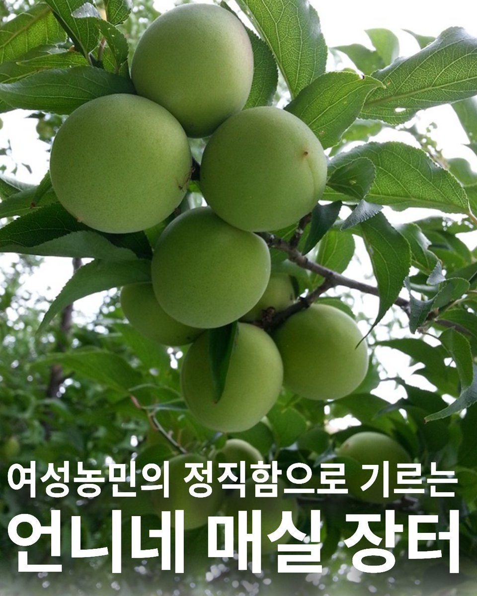 언니네텃밭 tweet media