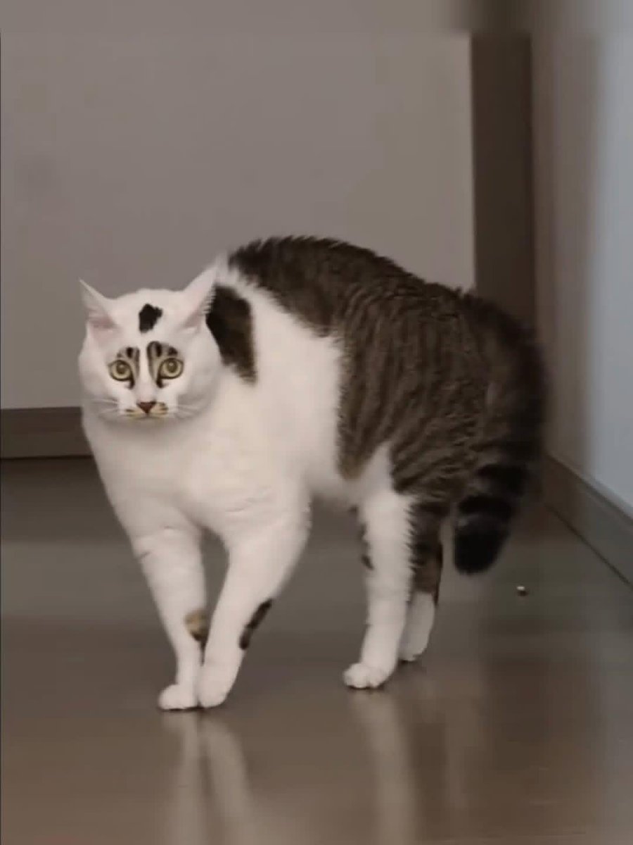 ชลน แมวส้มแท้ๆ 🐱 tweet media