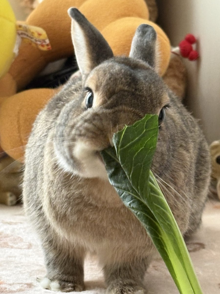potemoco's tweet photo. 🥬早食い🐰選手権あったら優勝🏆🥇するかも😅
🐰{茎はキライちゃぴ‼️ https://t.co/lgtnow7tRy