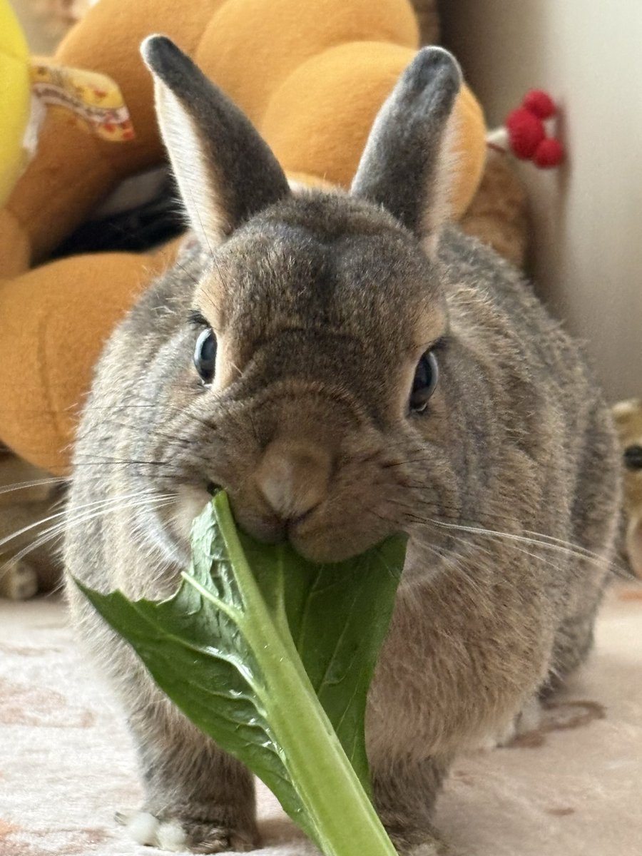 potemoco's tweet photo. 🥬早食い🐰選手権あったら優勝🏆🥇するかも😅
🐰{茎はキライちゃぴ‼️ https://t.co/lgtnow7tRy