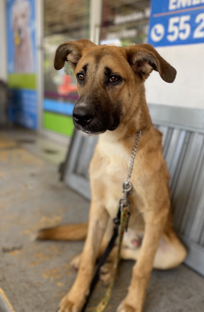 𝙷𝚎𝚕𝚊 𝙼𝚘𝚛𝚎 🐶 tweet media