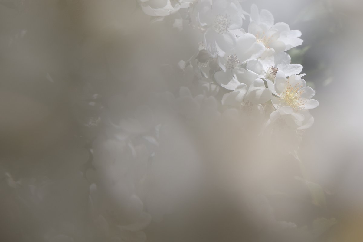 tomitamy's tweet photo. 福島市 #佐藤梨園さんの薔薇 園にお邪魔して撮影させて頂きました。
たくさんの見学者が足を止めてうっとり見とれておられました。 https://t.co/OyBnEzW04x